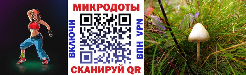 Псилоцибиновые грибы GOLDEN TEACHER  Купить где  Стародуб 